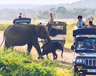 about-tadoba