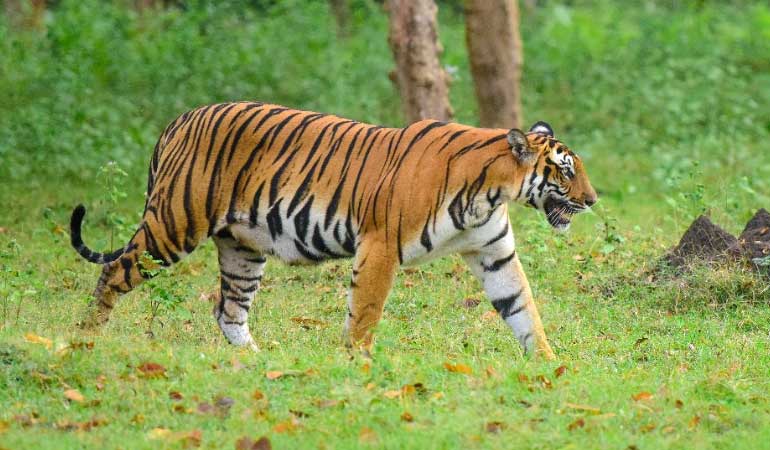 activities-tadoba