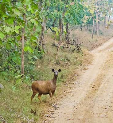 adegaon-forest