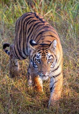 bestsafari-tadoba