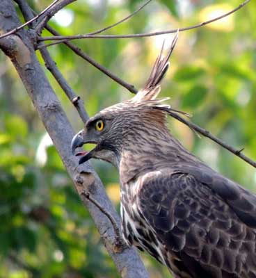 birding-tadoba