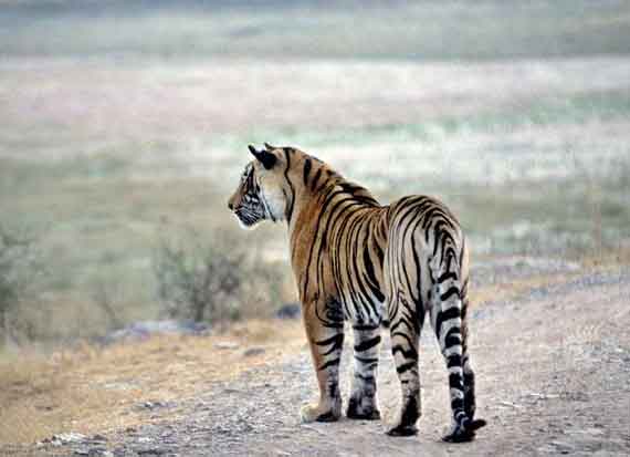 geographical-tadoba