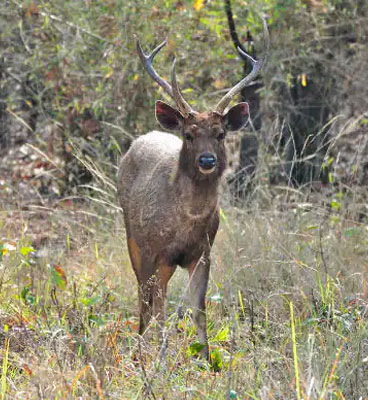 herbs-tadoba