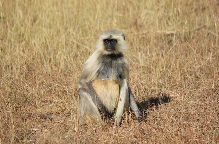 tadoba-gellery