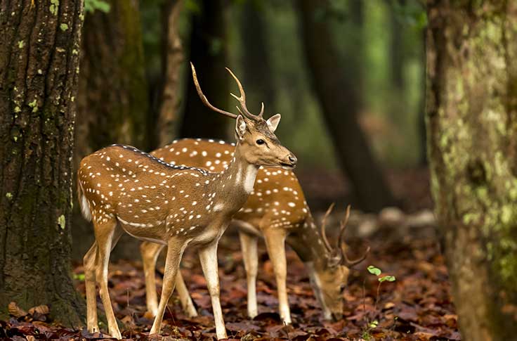 tadoba-gellery