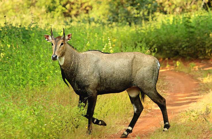 tadoba-gellery