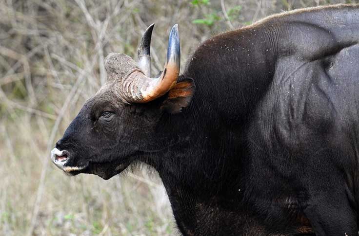 tadoba-gellery