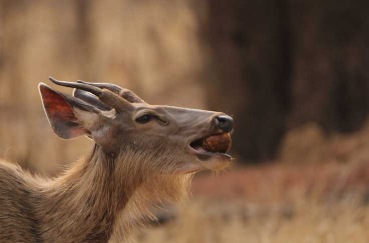 tadoba-gellery