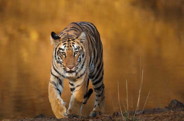 tadoba-gellery