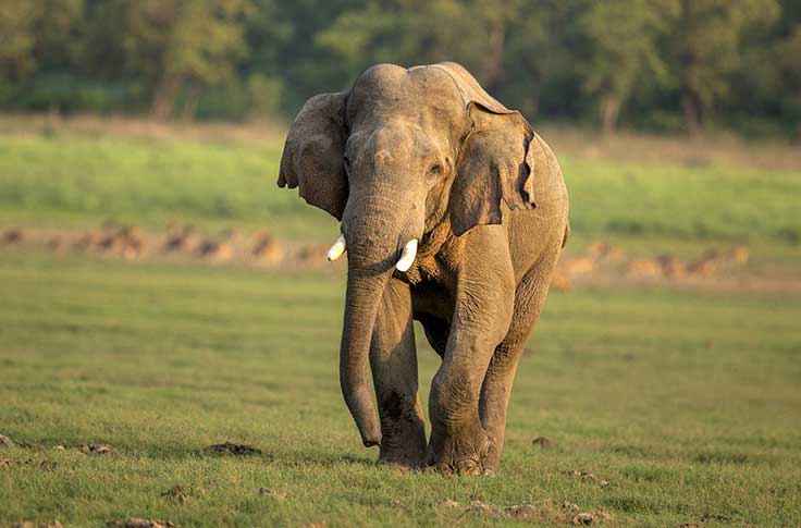 tadoba-gellery