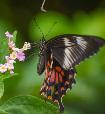 insects-tadoba