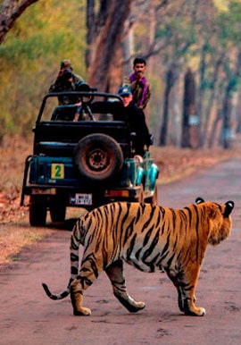 jeep-safari-tadoba