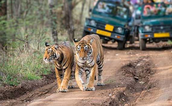 jeeps-tadoba