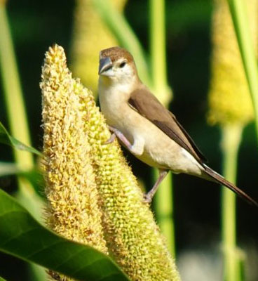 shrubs-tadoba