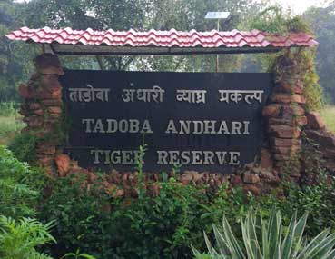 tadoba andhari