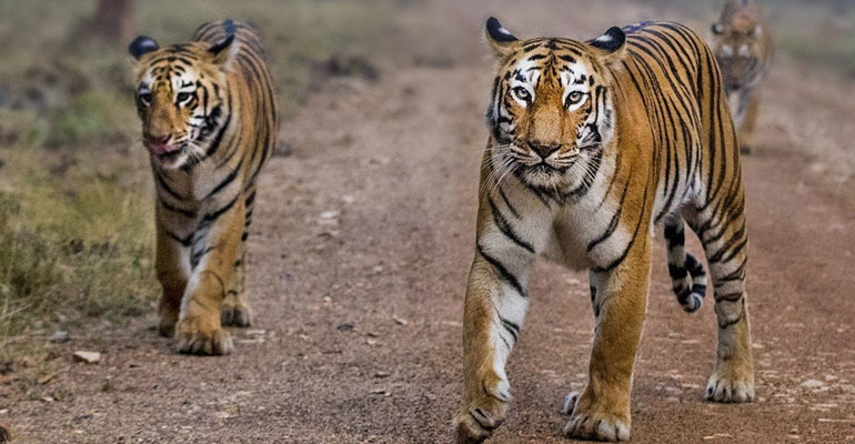 tadoba-besttime