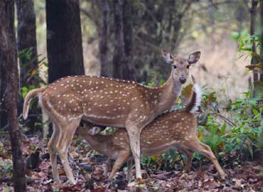 tadoba-holidays