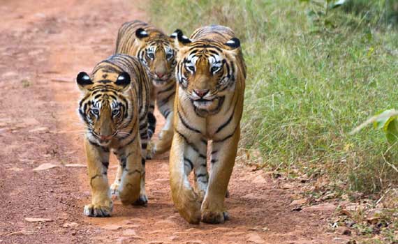 tadoba-jeeps