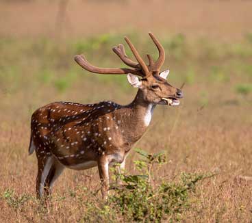 tadoba-jungle