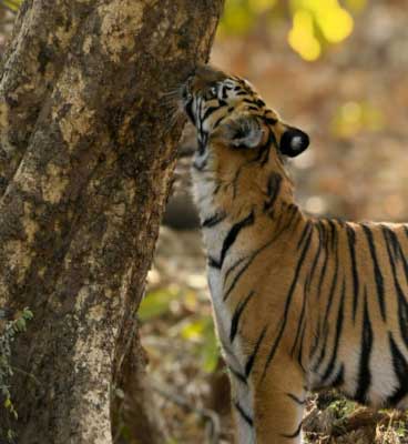 tadoba-kolara