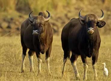 tadoba-nagpur