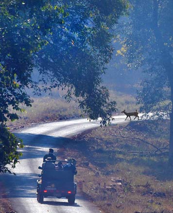 tadoba national park