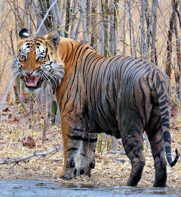 tadoba-summer