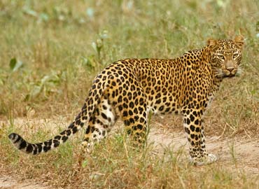 tadoba-tour