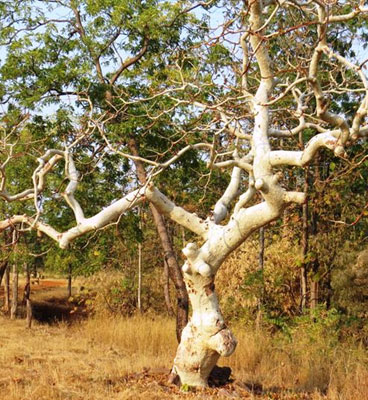 tadoba-tree