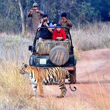 tadoba-visti