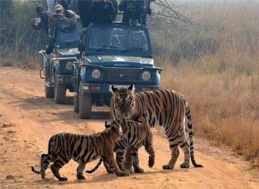 tadoba-weekend