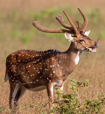 tadoba-winter