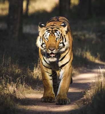 tigers-tadoba