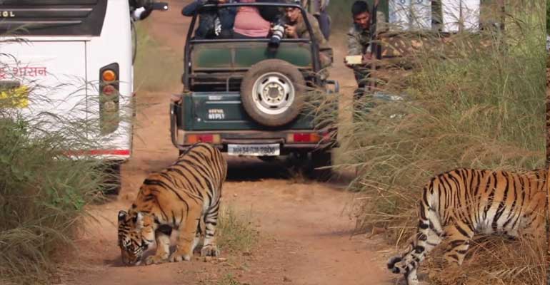 tips-tadoba