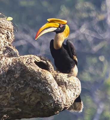 travel-tadoba