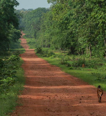 weeds-tadoba